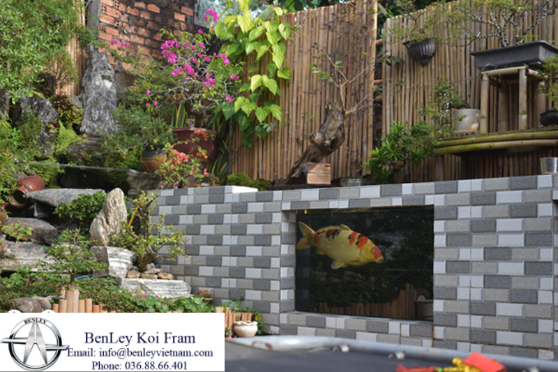 nuoc-lon-con-xanh-nhat-co-tot-cho-ca-koi